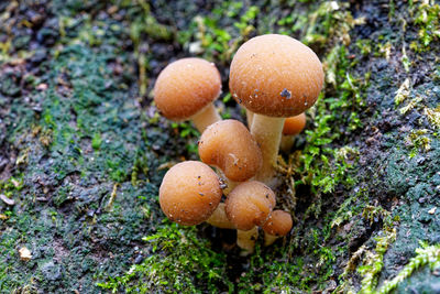 Close-up of mushrooms growing on field
