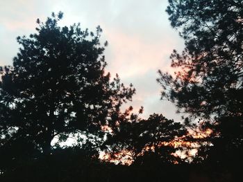 Low angle view of silhouette trees against sky