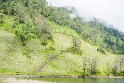 Scenic view of river amidst trees in forest