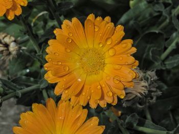 Close-up of wet yellow flower