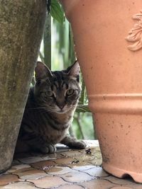 Close-up of cat sitting outdoors