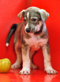 Portrait of puppy sitting against red background