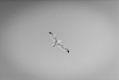 Low angle view of seagulls flying against clear sky