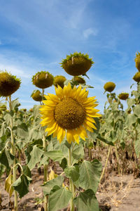 Close-up of sunflower on field against sky