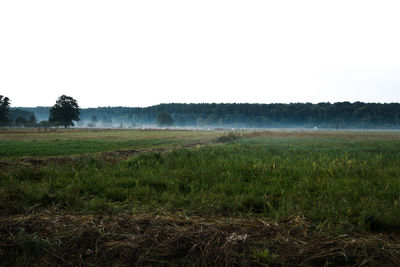 Scenic view of field against clear sky