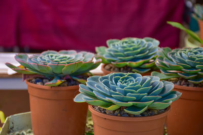 Close-up of succulent plant in pot