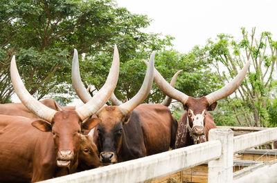 Cows standing in pen