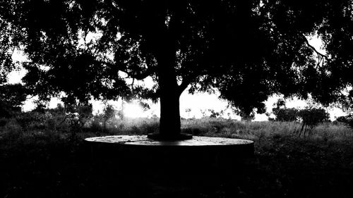 Trees growing in lawn