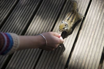 Human hand touching squirrel