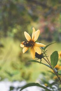 Close-up of flower blooming outdoors