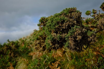 Close-up of plant against sky