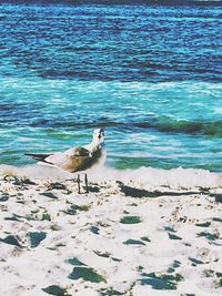 Birds perching on beach