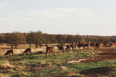 Herd of deer grazing on field at richmond park