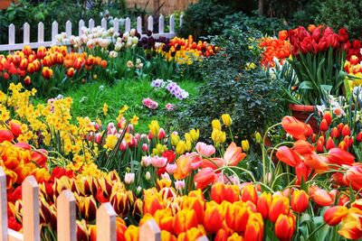 Multi colored tulips in garden