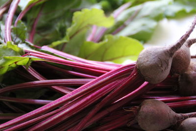 Close-up of pink flowering plant, beetroot