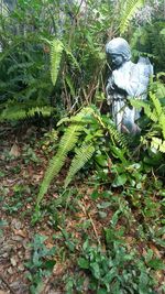 View of lizard on land