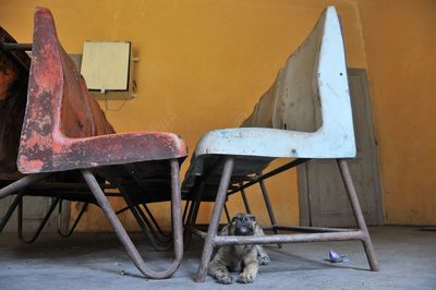 Dog and chairs on table