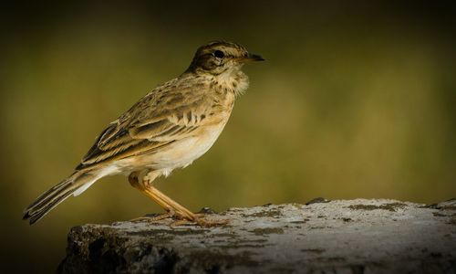 Close-up of bird perching on wood