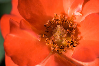 Close-up of red rose flower