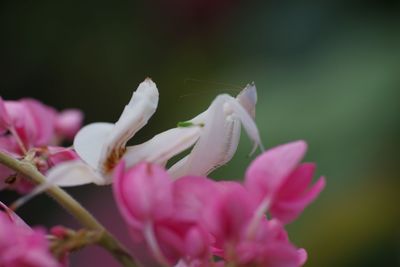 Close-up of pink flowers