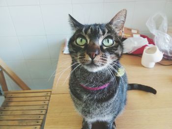 Portrait of cat sitting on table