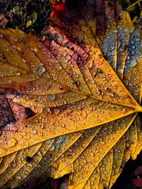 Full frame shot of maple leaves in water