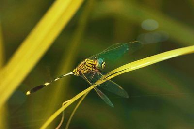 Close-up of damselfly on plant