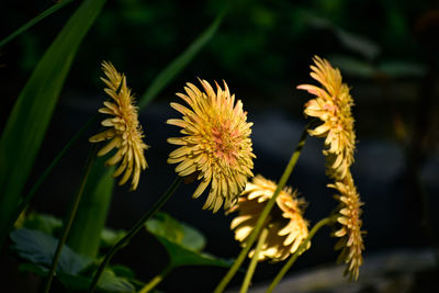 Close-up of yellow flowering plant