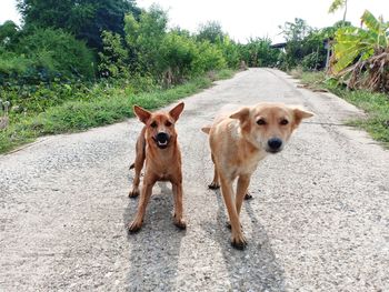 Portrait of dogs on road