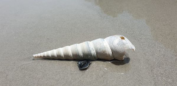 Close-up of seashell on sand