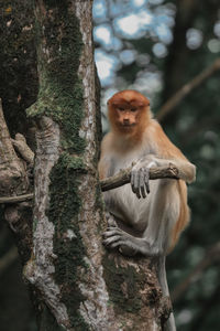 Monkey sitting on tree trunk