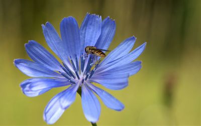 Close-up of bee pollinating on purple flower