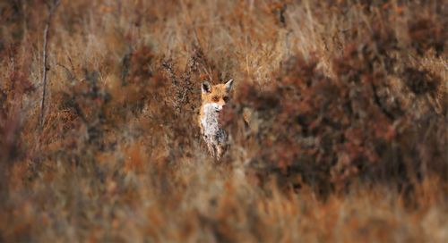 Portrait of an animal on field