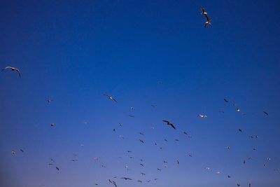 Low angle view of birds flying in sky