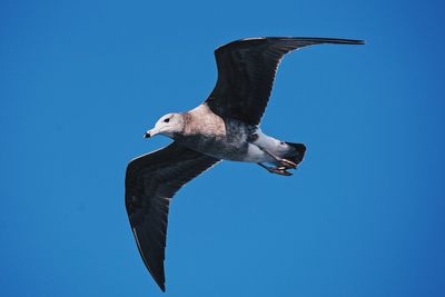 Low angle view of seagull flying