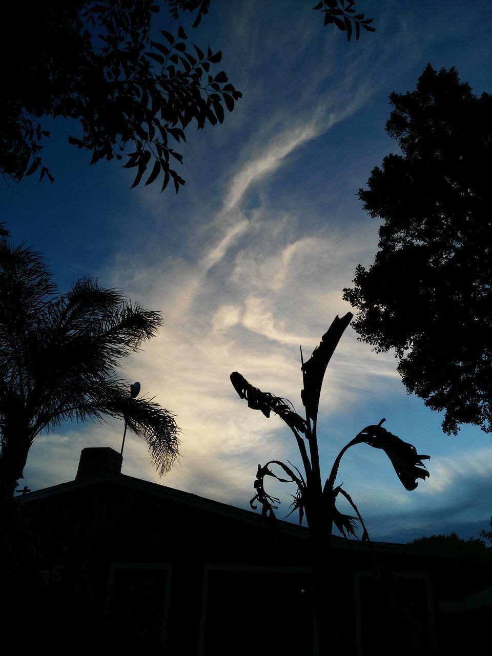 LOW ANGLE VIEW OF TREE AGAINST SKY