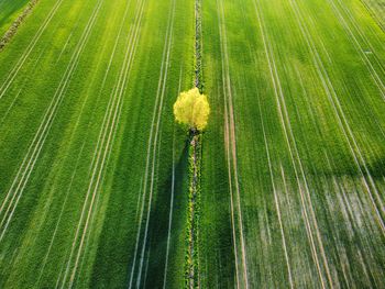 Aerial view of a magic nature - lonely tree on green field