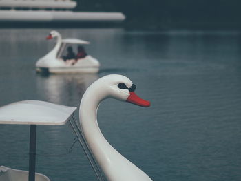 Close-up of swan swimming on lake