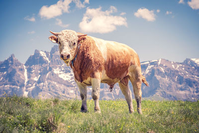 Horse standing on field against mountain range