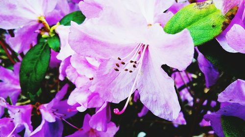 Close-up of pink flowers