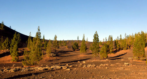 Panoramic view of land and trees against clear sky