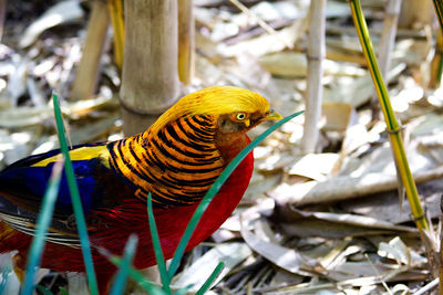 Close-up of parrot perching on branch