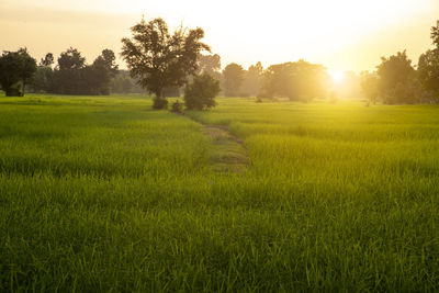 Landscape of rice fields, planting season, with the sunrise in the morning.