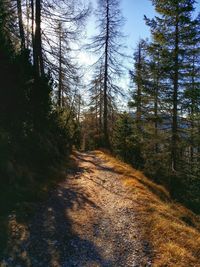 Dirt road passing through forest