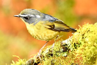 Close-up of a bird