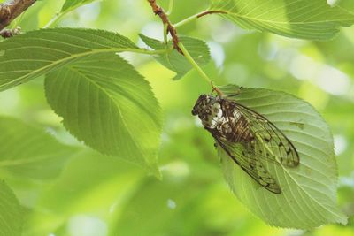 Close-up of butterfly on leaf