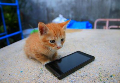 Cat looking away while standing on table