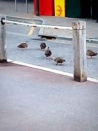 Pigeons on a footpath