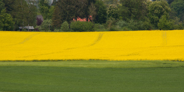 Scenic view of field by trees