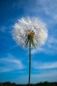 Close-up of dandelion against blue sky